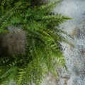 26" LACEY FERN WREATH